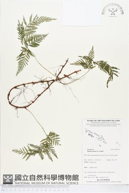 陰石蕨藏品圖，第1張