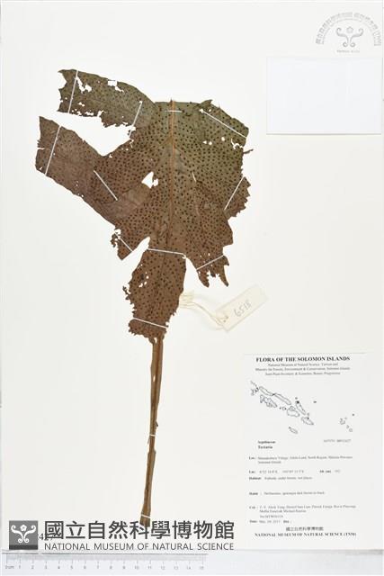 登錄號:BP02427藏品圖，第1張