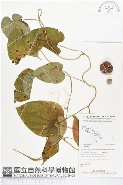 登錄號:BS02427藏品圖，第1張