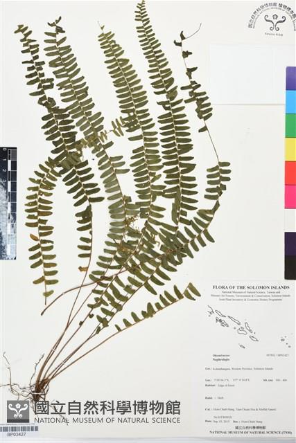 登錄號:BP03427藏品圖，第1張