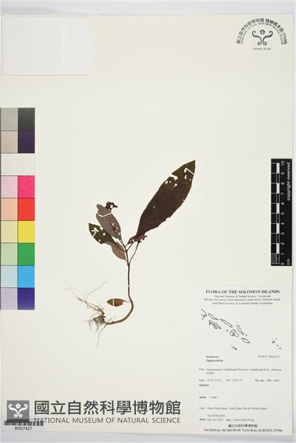 登錄號:BS07427藏品圖，第1張