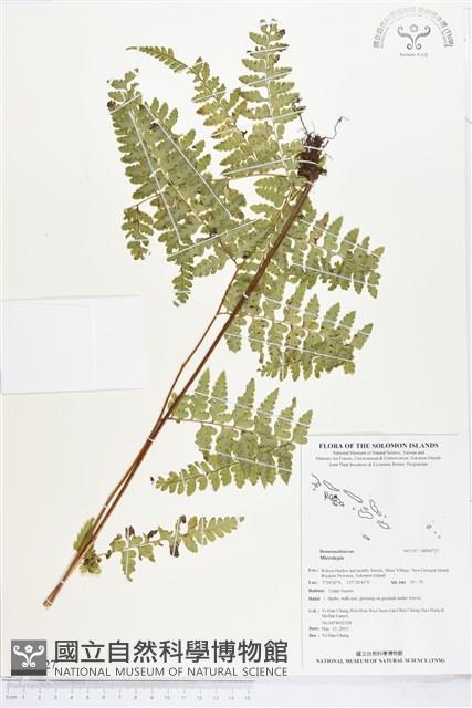 登錄號:BP00727藏品圖，第1張