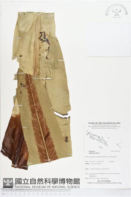 臺灣山蘇花藏品圖，第1張