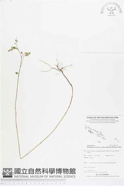 光果葉下珠藏品圖，第1張