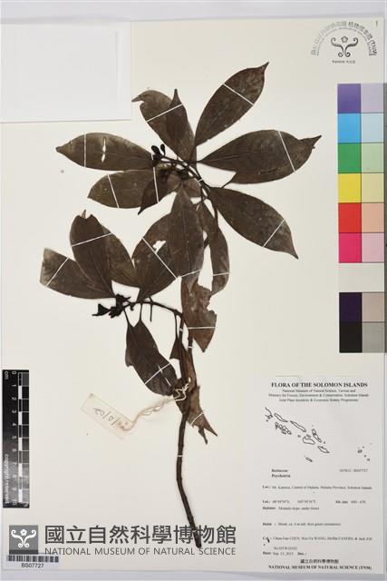 登錄號:BS07727藏品圖，第1張