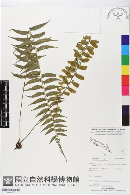 鈍齒鐵角蕨藏品圖，第1張