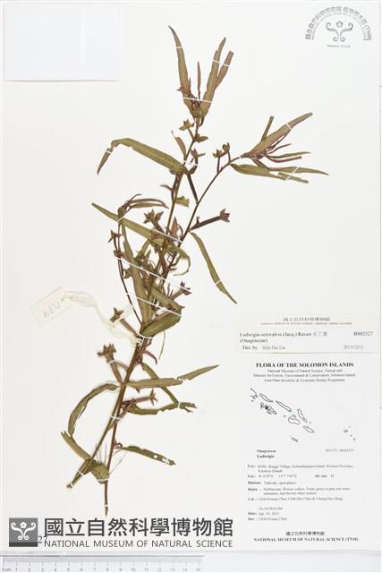 水丁香藏品圖，第1張