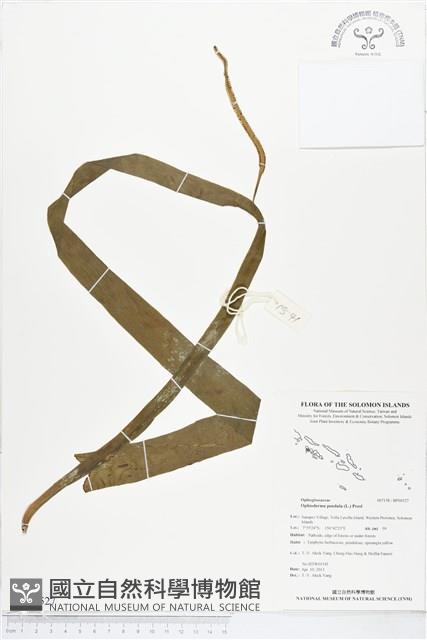 帶狀瓶爾小草藏品圖，第1張