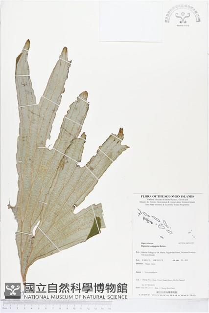 雙扇蕨藏品圖，第1張