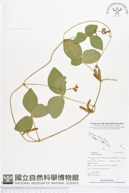 爪哇大豆藏品圖，第1張