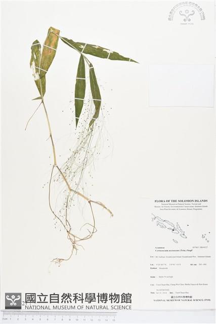 散穗弓果黍藏品圖，第1張