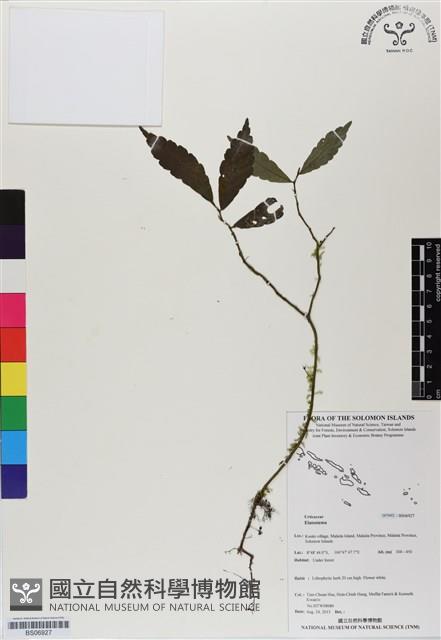 登錄號:BS06927藏品圖，第1張