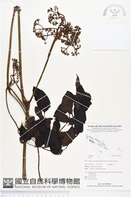登錄號:BS02927藏品圖，第1張