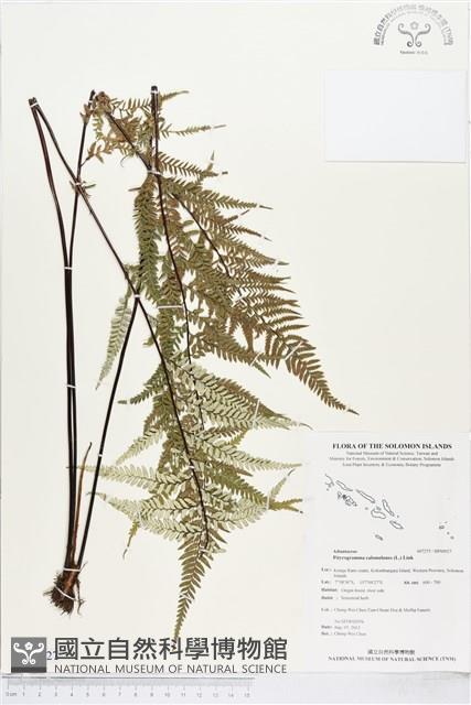 粉葉蕨藏品圖，第1張