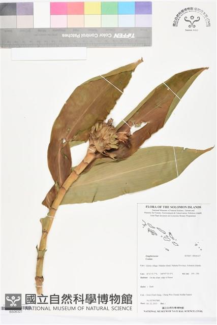 登錄號:BS06327藏品圖，第1張
