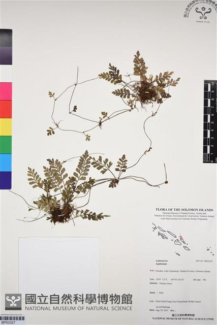 登錄號:BP03327藏品圖，第1張