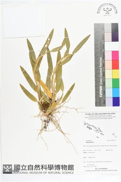 登錄號:BS07327藏品圖，第1張