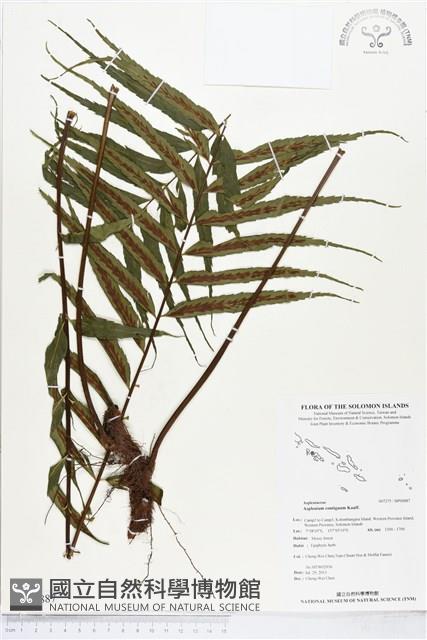 登錄號:BP00887藏品圖，第1張