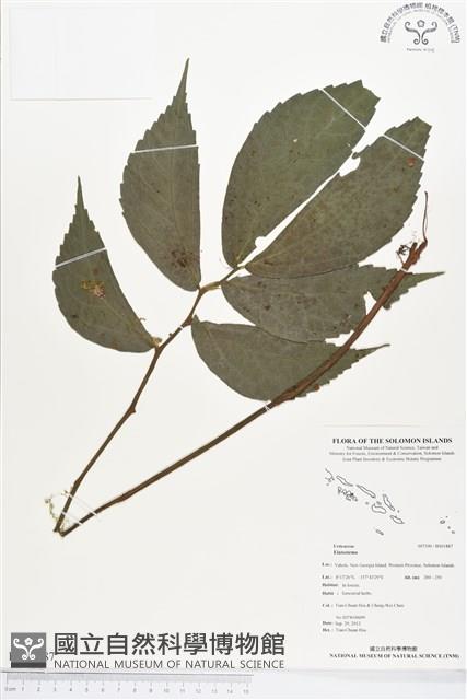 登錄號:BS01887藏品圖，第1張