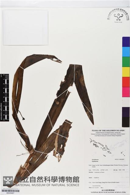 登錄號:BS05887藏品圖，第1張