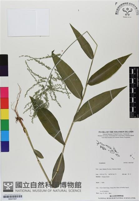 登錄號:BS07087藏品圖，第1張