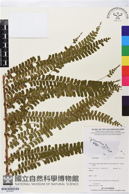 登錄號:BP02687藏品圖，第1張