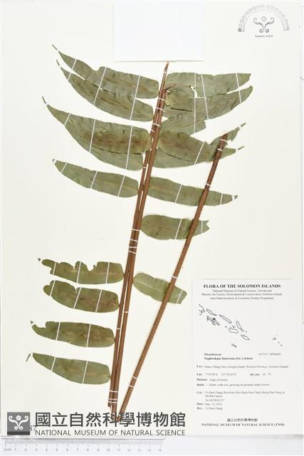 長葉腎蕨藏品圖，第1張