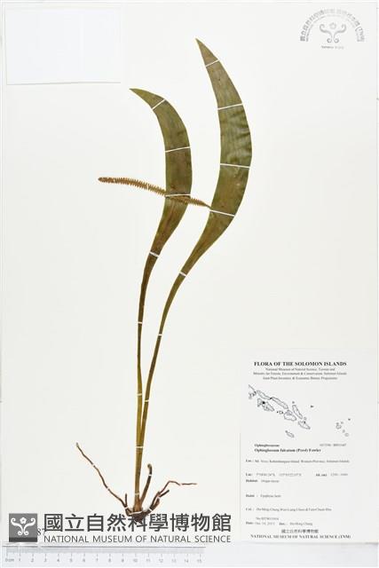 登錄號:BP01687藏品圖，第1張