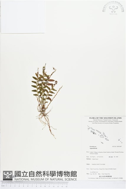 登錄號:BS03687藏品圖，第1張