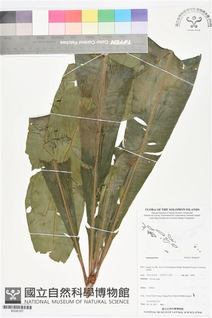 登錄號:BS06187藏品圖，第1張