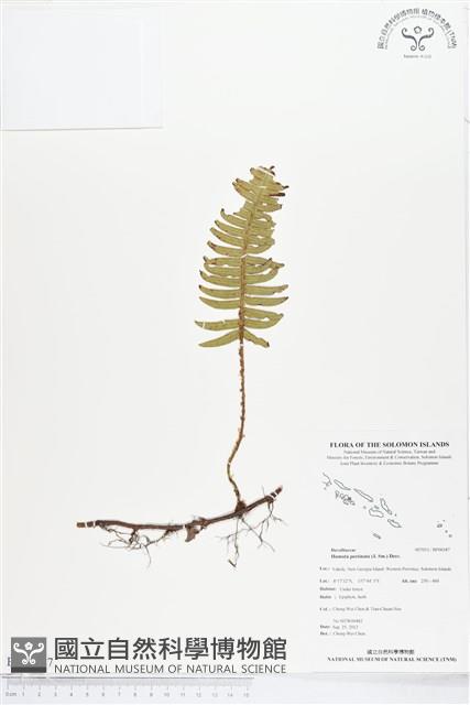 馬來陰石蕨藏品圖，第1張