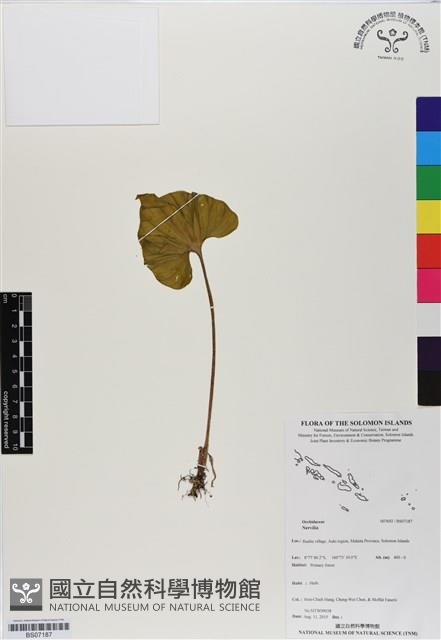 登錄號:BS07187藏品圖，第1張