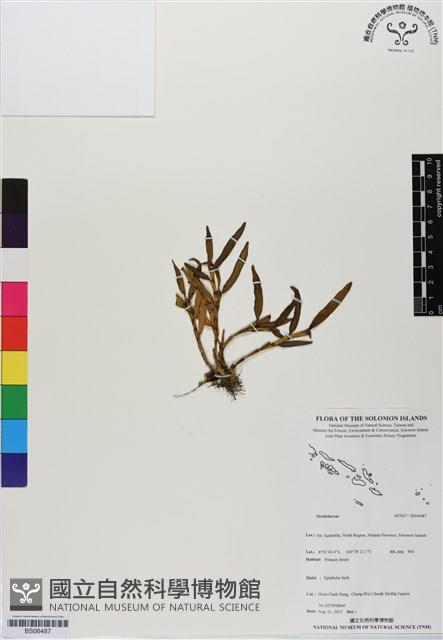 登錄號:BS06487藏品圖，第1張