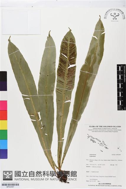 登錄號:BP02487藏品圖，第1張