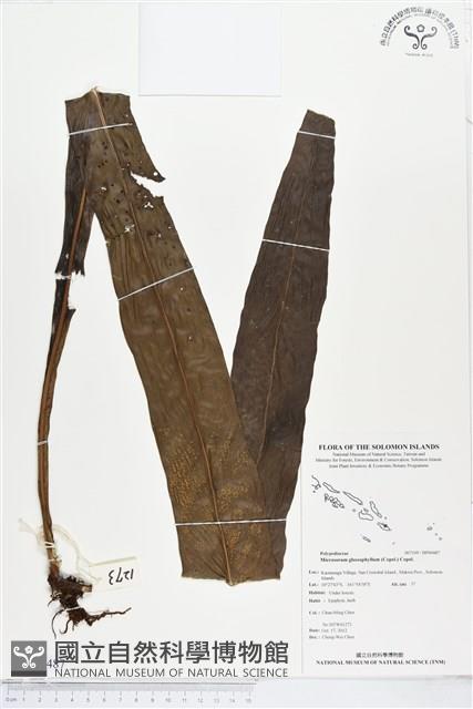 登錄號:BP00487藏品圖，第1張