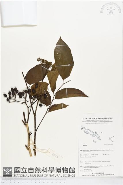登錄號:BS05487藏品圖，第1張