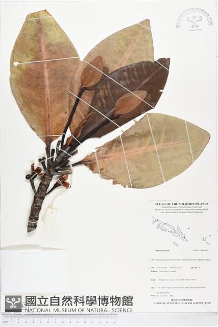 登錄號:BS04487藏品圖，第1張