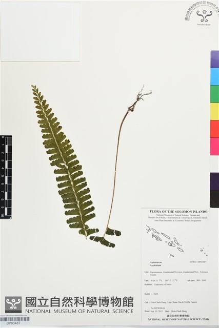 登錄號:BP03487藏品圖，第1張