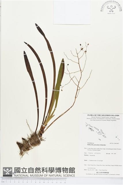 登錄號:BS03487藏品圖，第1張