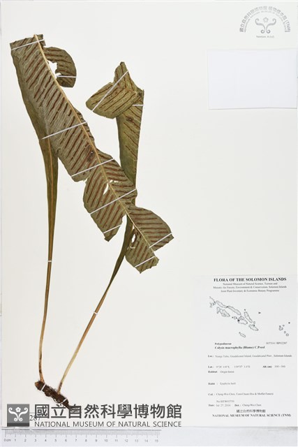 登錄號:BP02287藏品圖，第1張