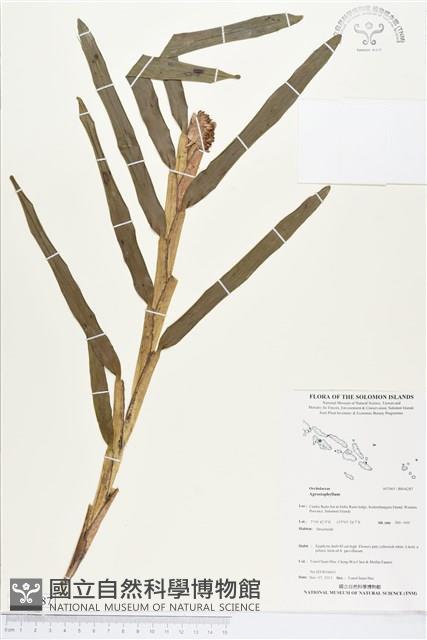 登錄號:BS04287藏品圖，第1張