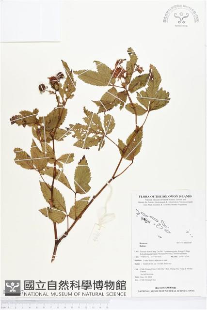 登錄號:BS02787藏品圖，第1張