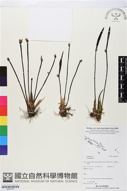 登錄號:BS05787藏品圖，第1張