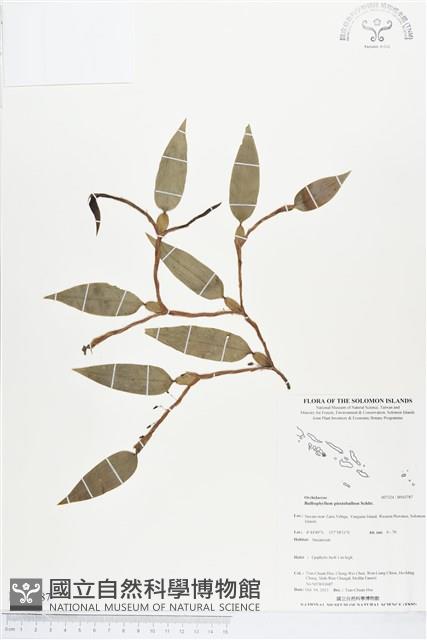 登錄號:BS03787藏品圖，第1張