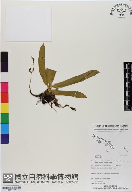 登錄號:BS06587藏品圖，第1張