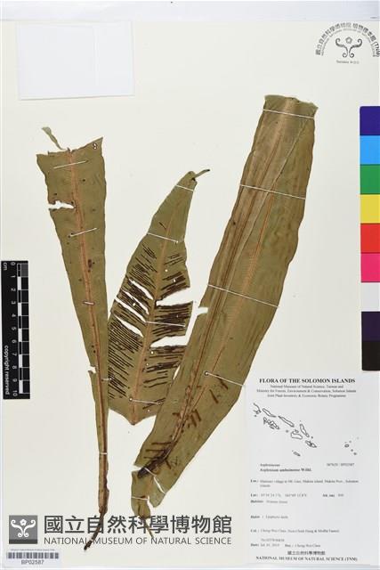 登錄號:BP02587藏品圖，第1張