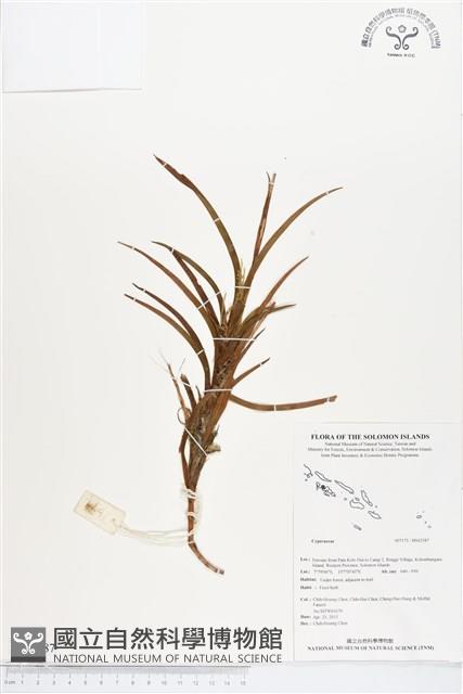 登錄號:BS02587藏品圖，第1張