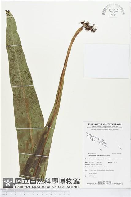 星蕨藏品圖，第1張