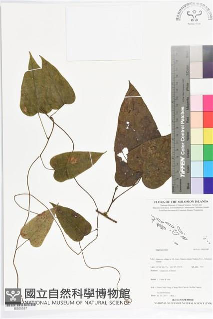 登錄號:BS05587藏品圖，第1張