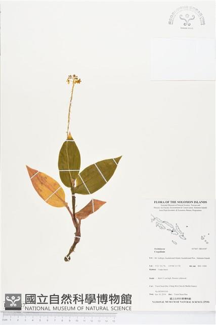 登錄號:BS04587藏品圖，第1張